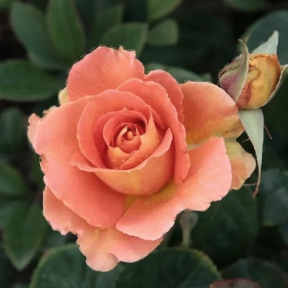 Meet your Posher, Beth - Picture 1 of 1